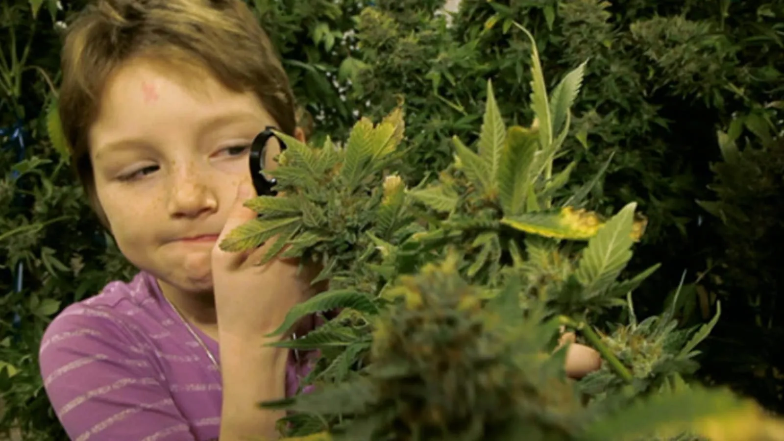 kids-cannabis